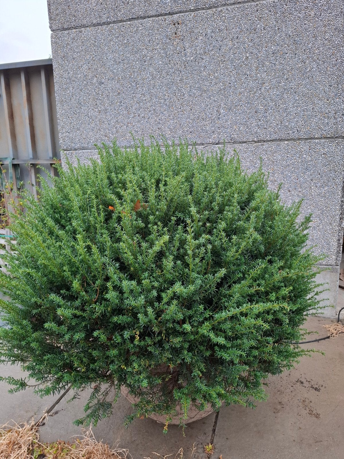 taxus, Tuin en Terras, Ophalen, Taxus