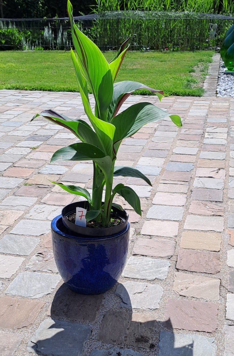 Canna Cleopatra, Ophalen of Verzenden