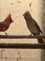 Cardinal a vendre, Mâle