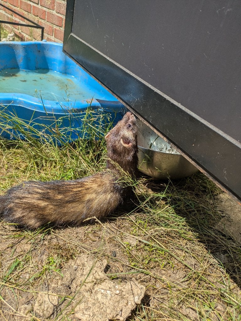 Fretje, Dieren en Toebehoren, Overige Dieren, Mannelijk, Juni