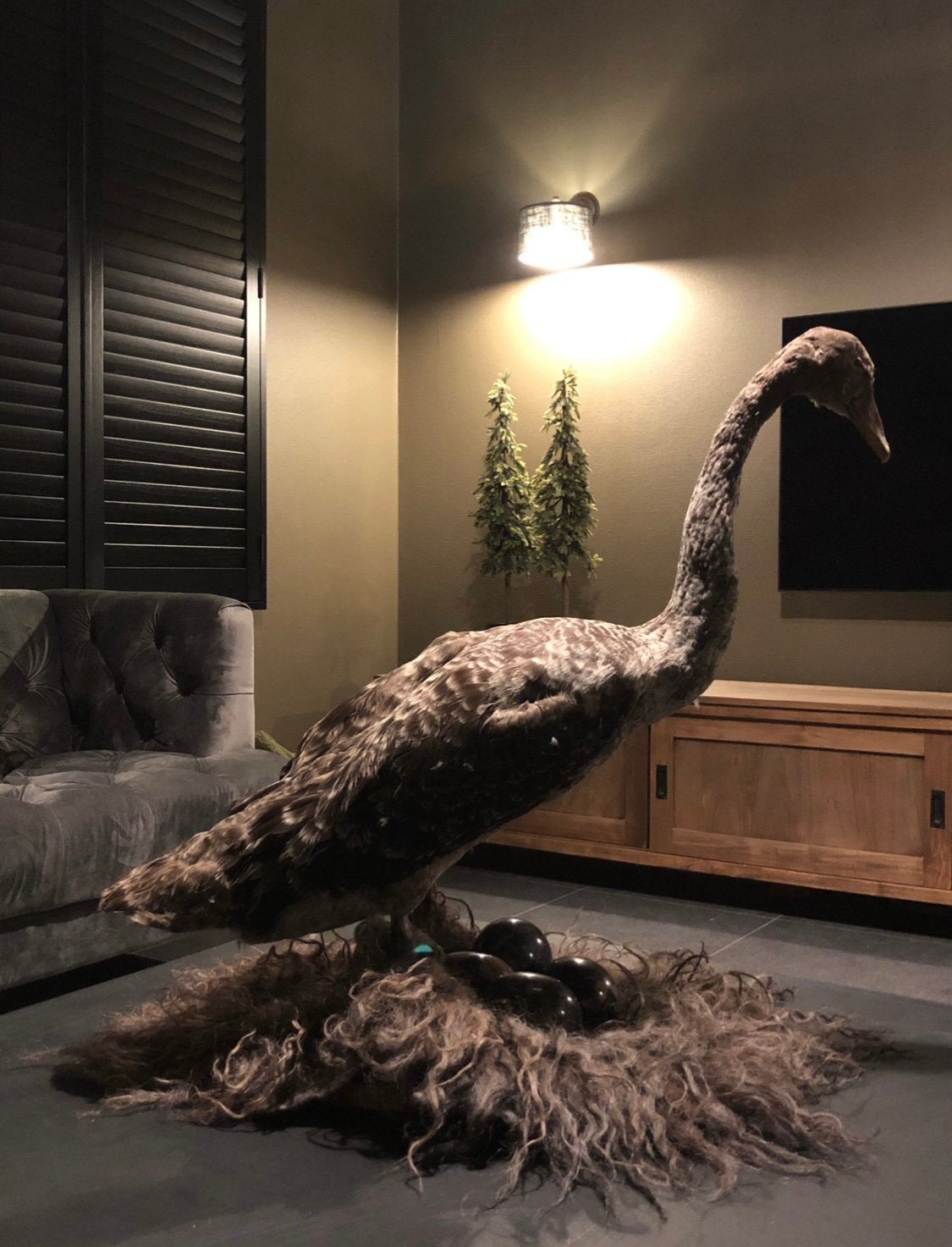 Taxidermie jonge zwaan, Dieren en Toebehoren, Pluimvee, Geslacht onbekend, Gans of Zwaan