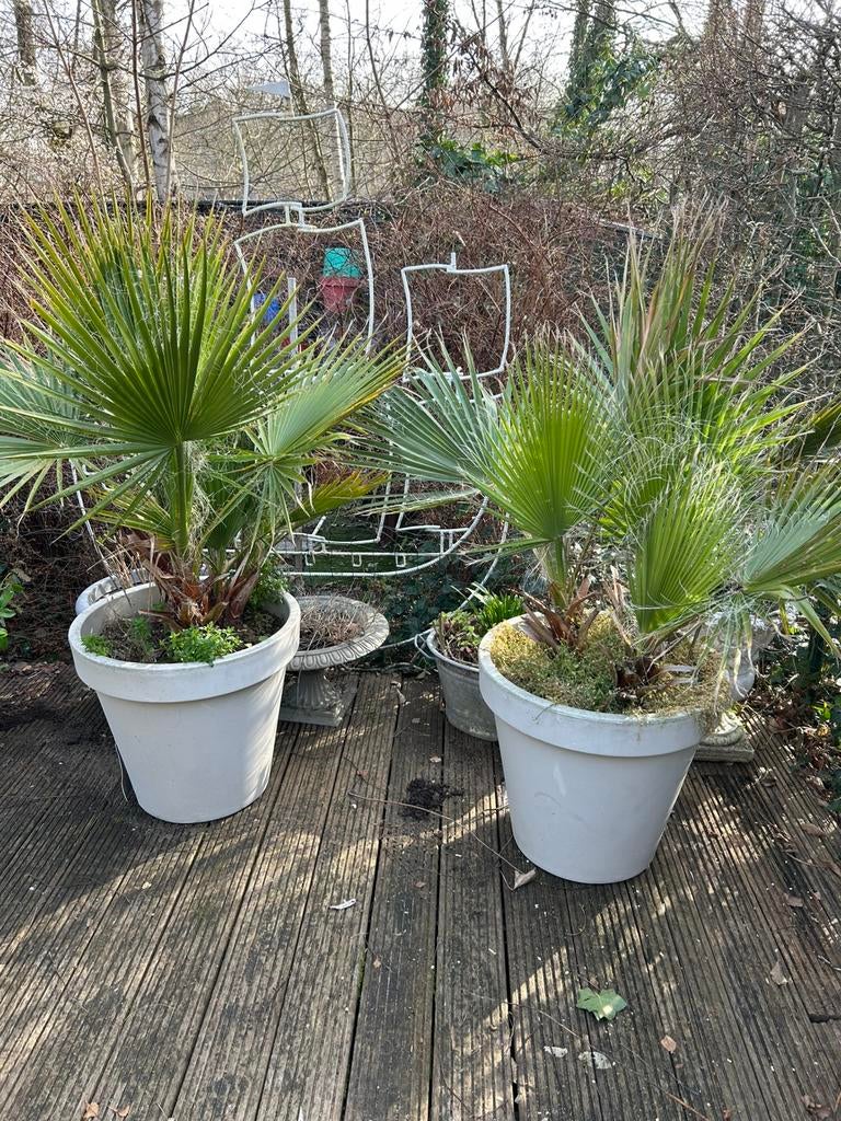 2 palmbomen washingtonia, Tuin en Terras, Ophalen