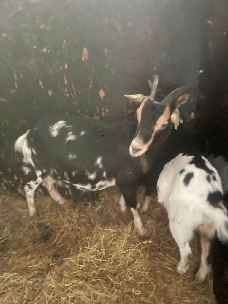 Geit met Mieke, Dieren en Toebehoren, Schapen, Geiten en Varkens, Vrouwelijk, Geit, 0 tot 2 jaar