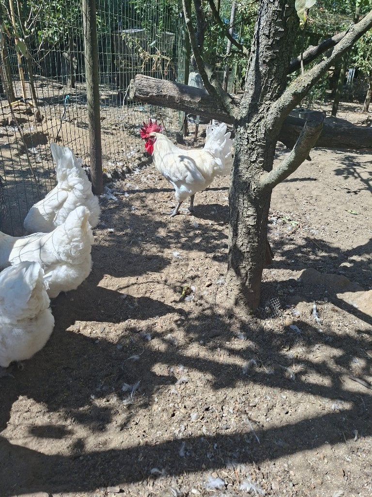 Kweekklare hanen poule de bresse, Mâle, Poule ou poulet