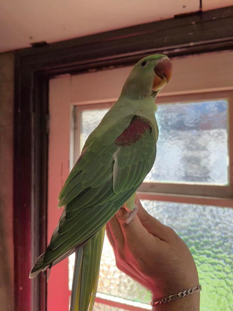 Grande perruche Alexandre, Bagué