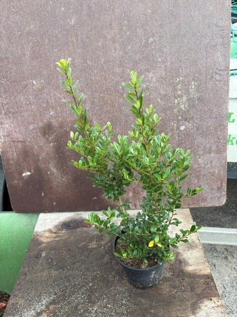 Ilex crenata groen 40-50 Pot 1.5L Buxusvervanger, Tuin en Terras, Ophalen, Hulst, Struik, Minder dan 100 cm