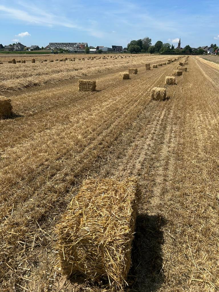 Kleine en grote pakken hooi en stro, Ophalen of Verzenden