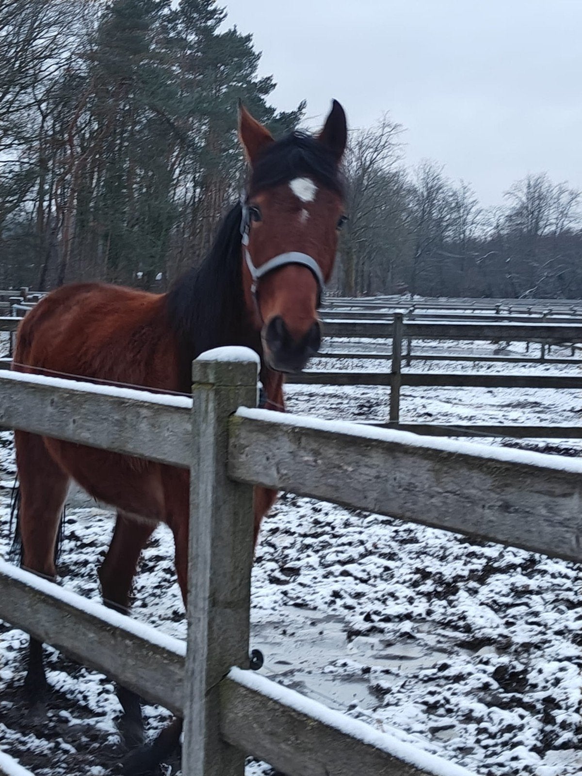Mooie 3 jarige merrie te koop, Dieren en Toebehoren, Paarden, Merrie
