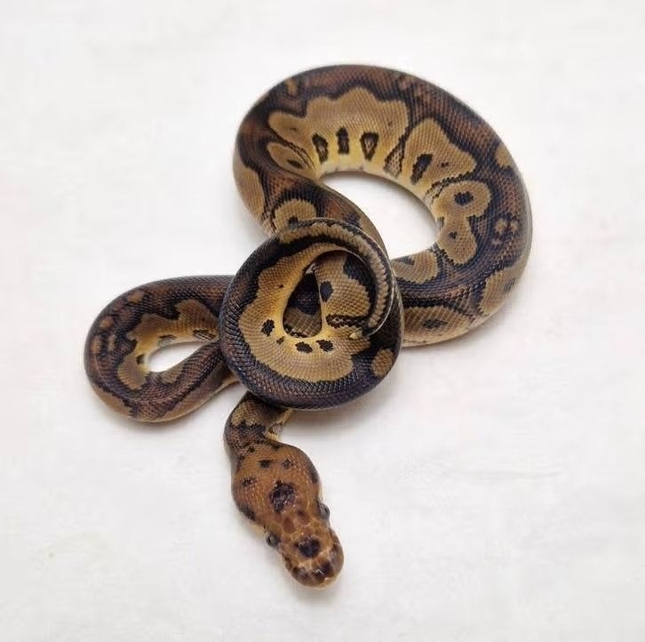 Red stripe Clown het Dg koningspython man, Serpent, Domestique, 0 à 2 ans