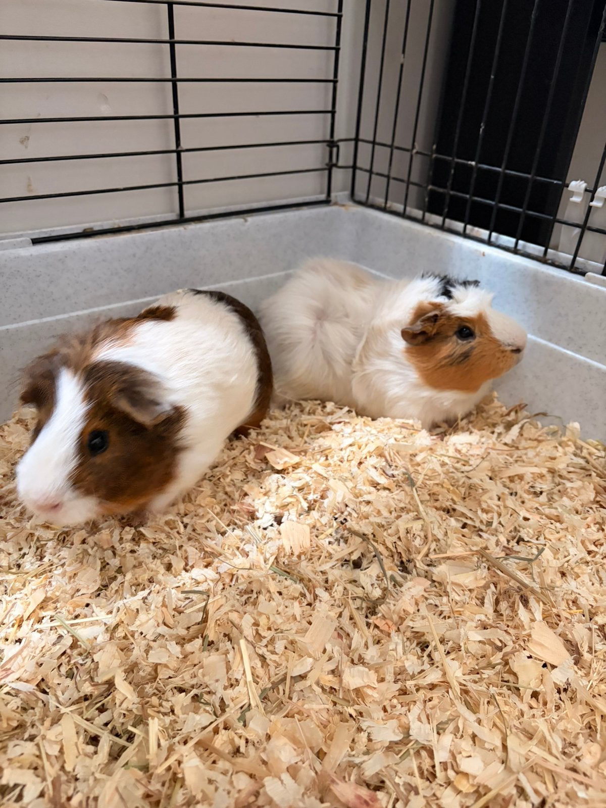 Cavia 6 maand, Animaux & Accessoires, Rongeurs, Mâle, Février, Domestique, Cobaye