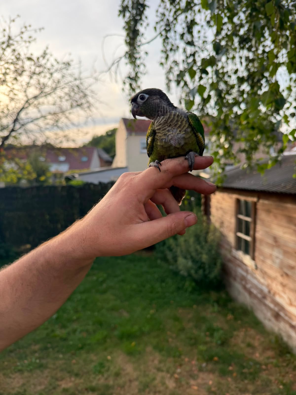 Conure de molinae, Dieren en Toebehoren