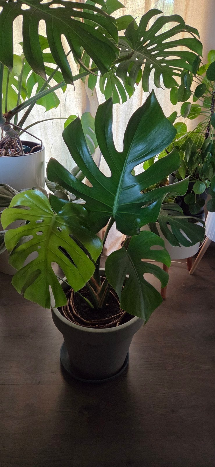 Monstera deliciosa, Enlèvement
