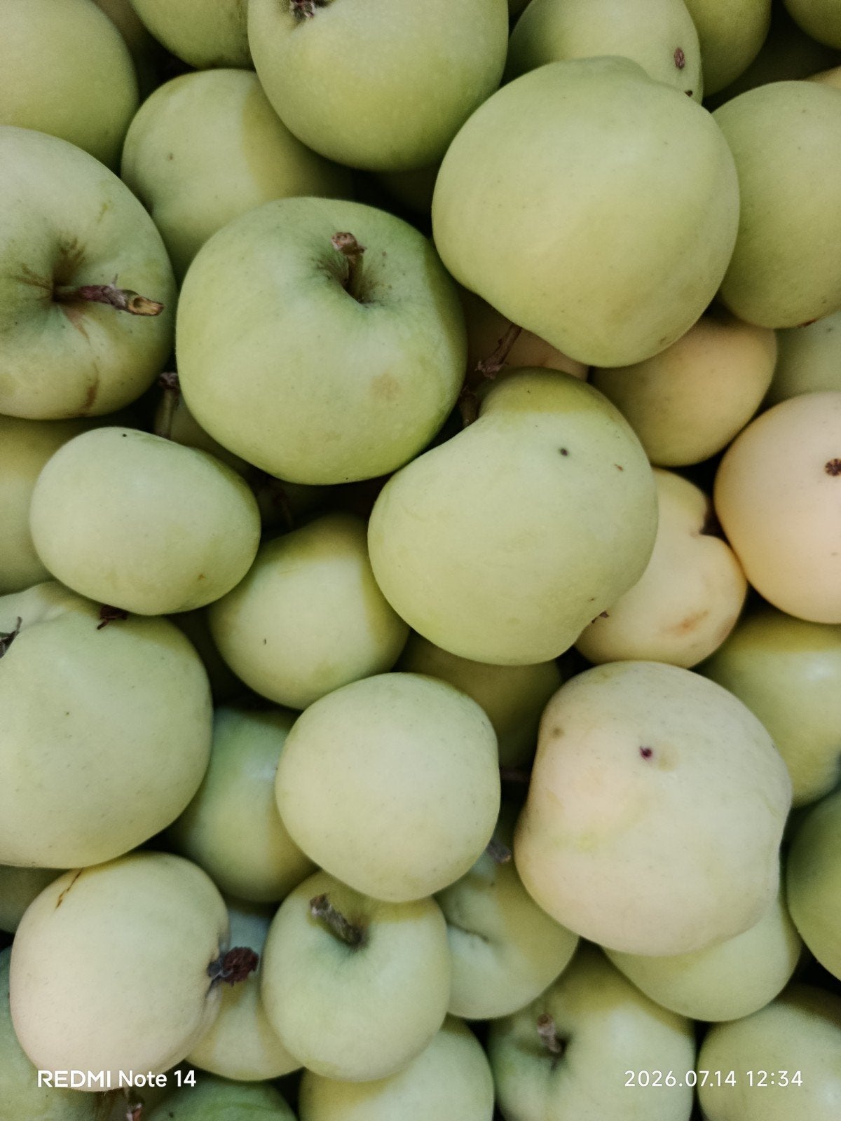 Pommes biologiques de mon jardin — 2€/kg, Enlèvement