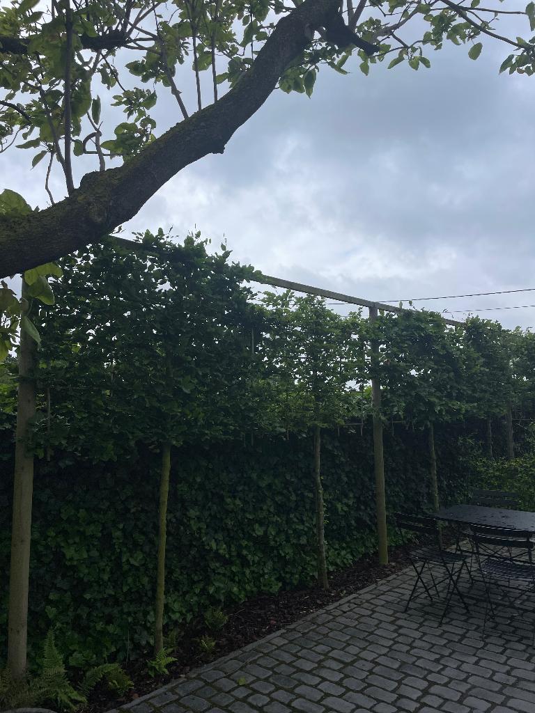 Haag op stam Leihaagbeuk x10, Tuin en Terras, Ophalen, Beukenhaag, Haag, 250 cm of meer