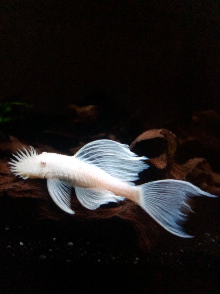 Ancistrus Blanche-Neige Long Finn + frais d'expédition, Animaux & Accessoires, Poisson, Poisson d'eau douce
