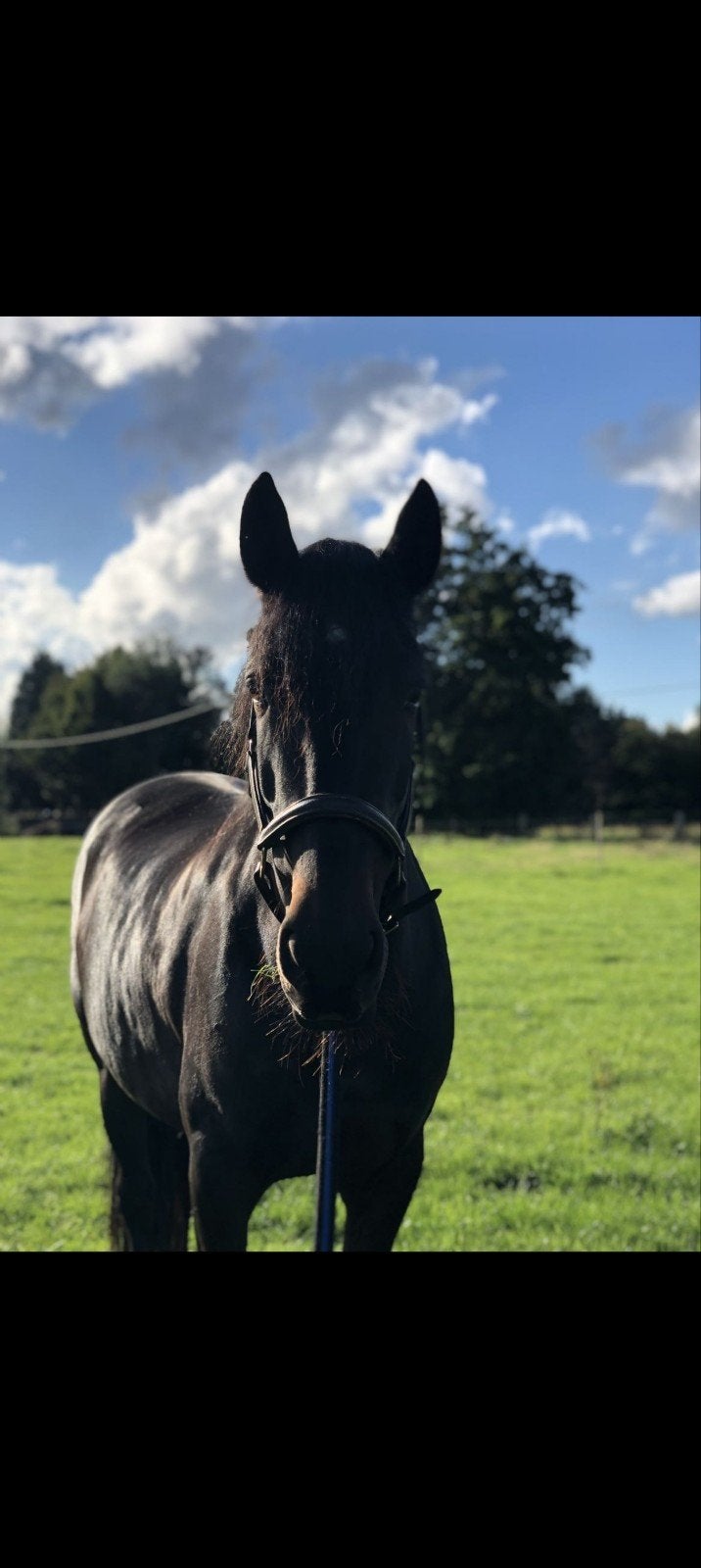 10 jarige Spaanse merrie, Jument