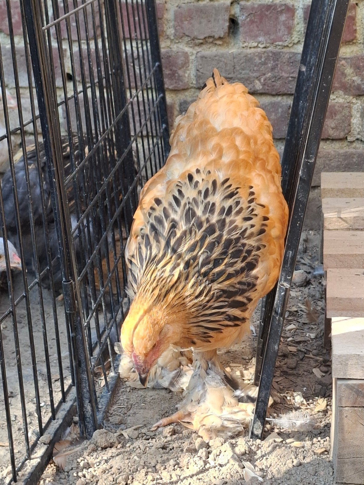 2 Brahma Buff Columbia Zwart/Blauw Hennen, Animaux & Accessoires, Volatiles, Femelle, Poule ou poulet