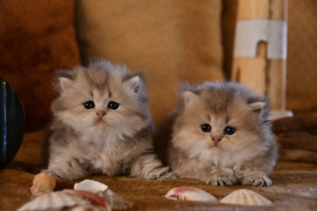 BRITS LANGHAAR KITTEN, Animaux & Accessoires, Chats & Chatons | Chats de race | Poil long, Plusieurs animaux, 0 à 2 ans, Avec pedigree