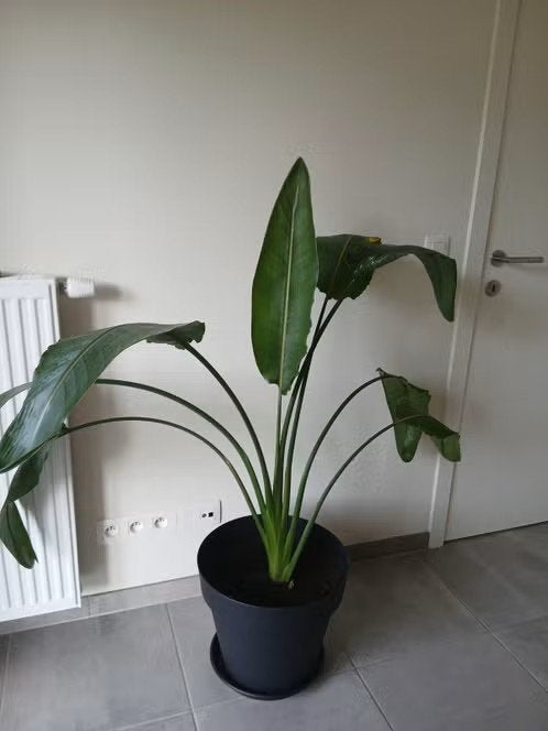 Kamerplant, Huis en Inrichting, Kamerplanten, Ophalen, 100 tot 150 cm, Overige soorten, Halfschaduw