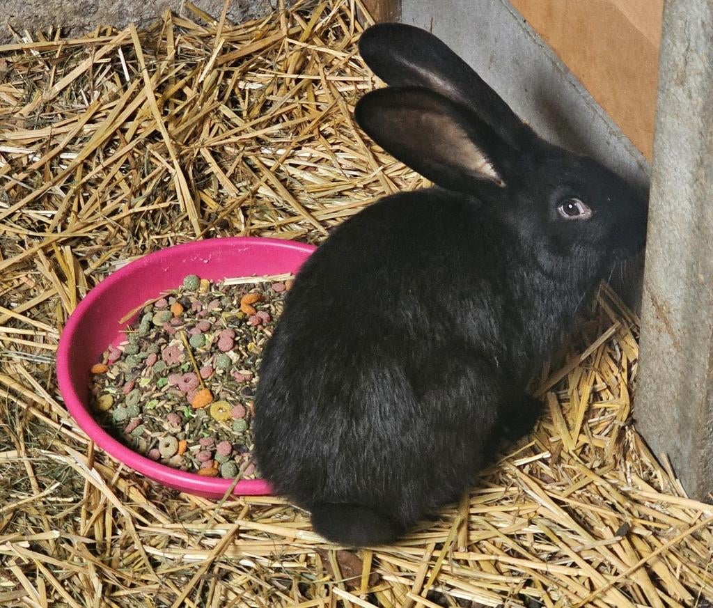 Ons laatste vlaamse reusje is opzoek naar een nieuw huisje., Mâle, Grand, 0 à 2 ans