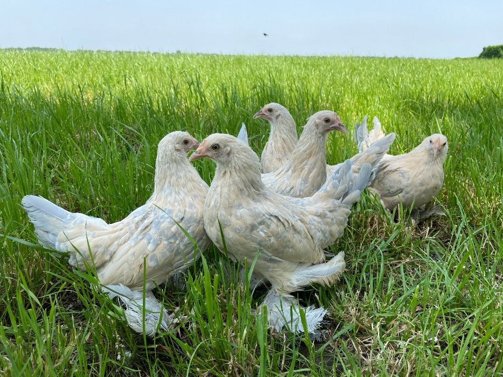 Jonge tamme Sabelpoot kriel kippen gesekst en ingeënt, Animaux & Accessoires