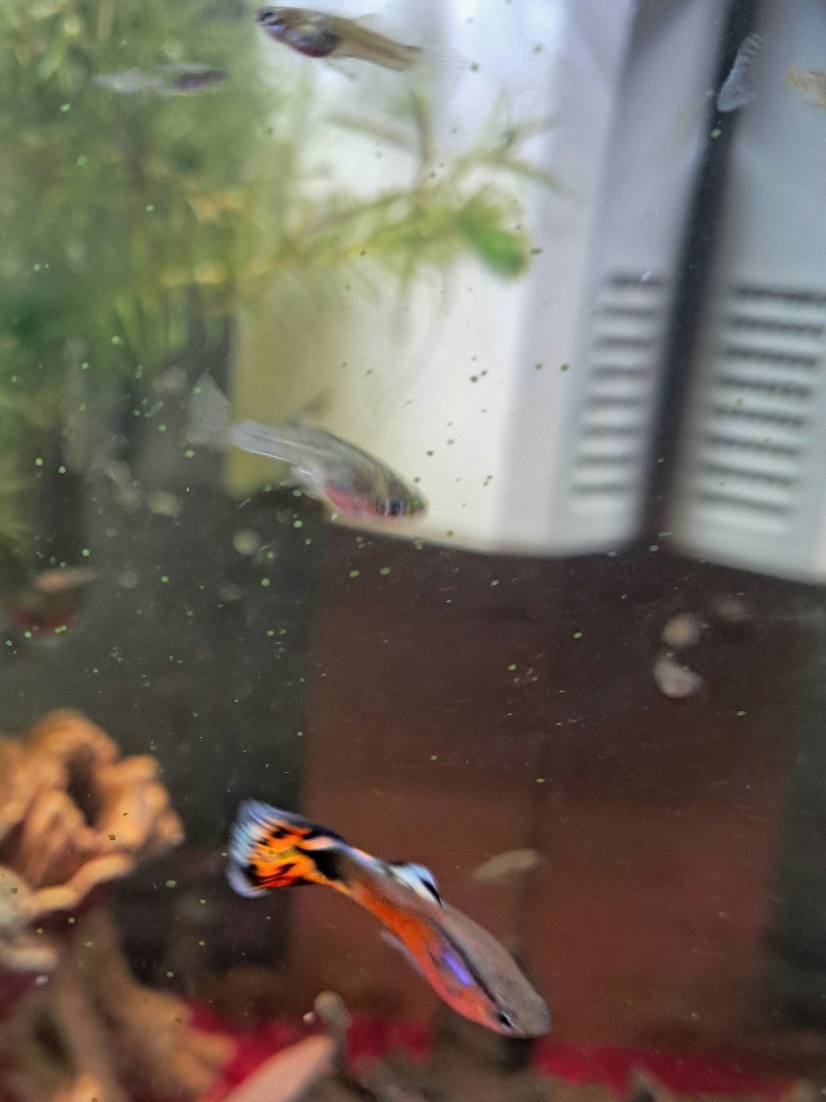 Baby guppy’s  endler, Vis, Zoetwatervis, Schoolvis