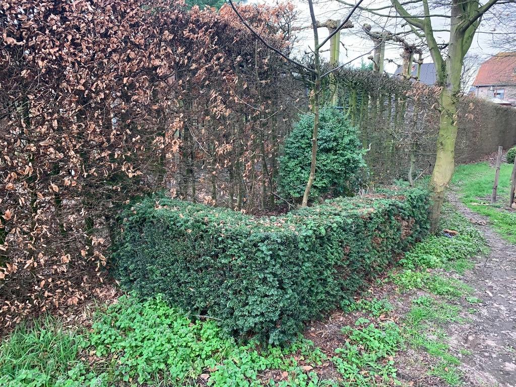 taxus haag perkje, Tuin en Terras, Ophalen, Buxus, Haag, Minder dan 100 cm
