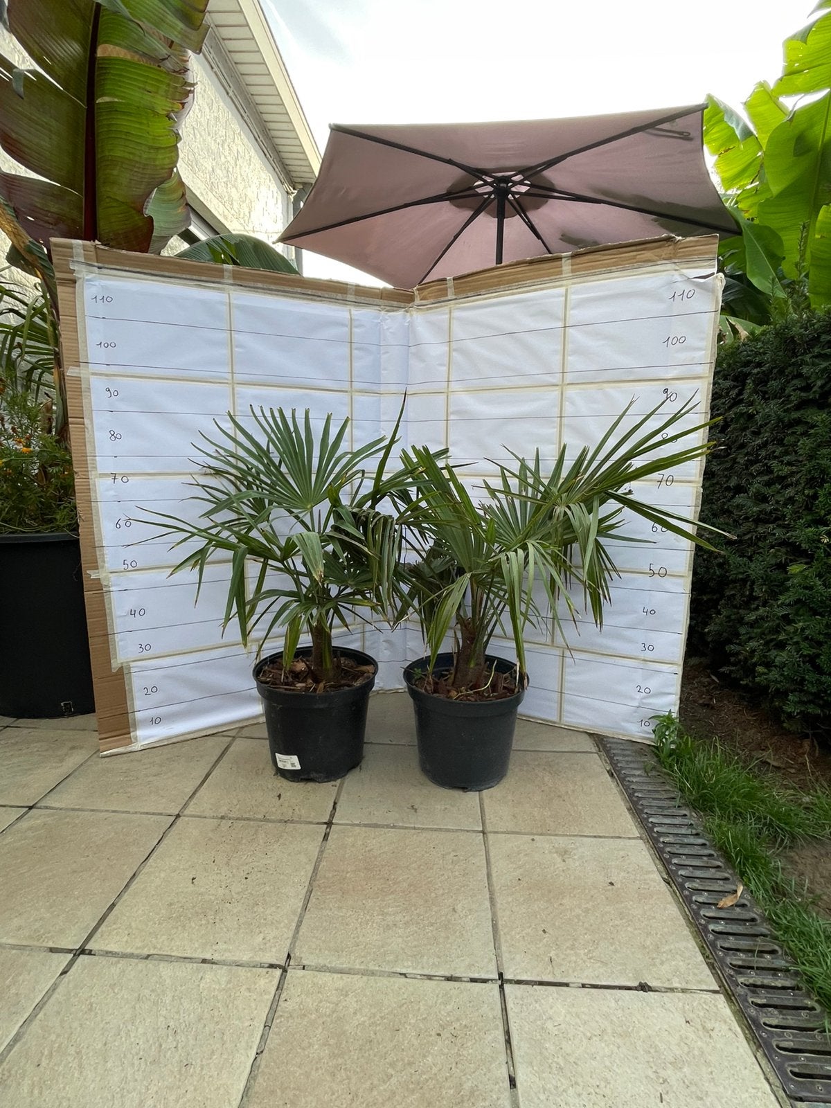 Palmbomen winterhard, Tuin en Terras, Ophalen