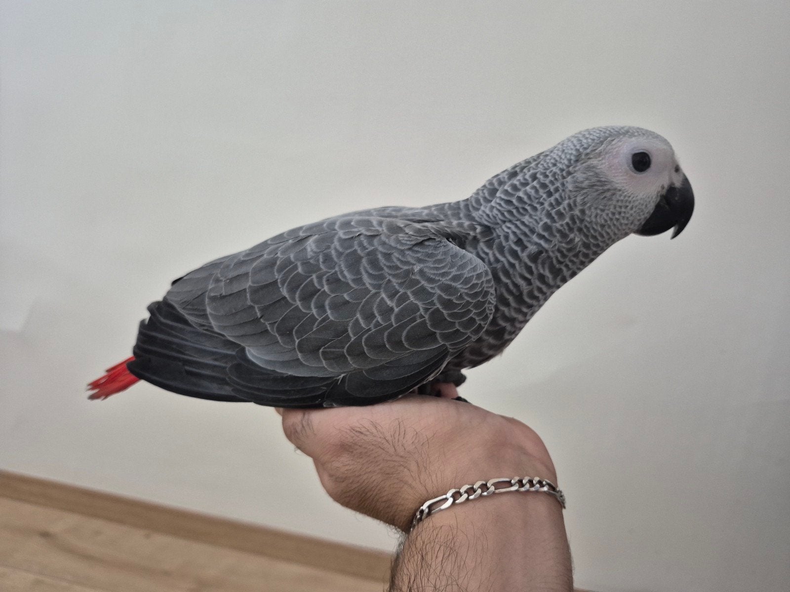 Perroquet Gris du gabon, Perroquet, Bagué