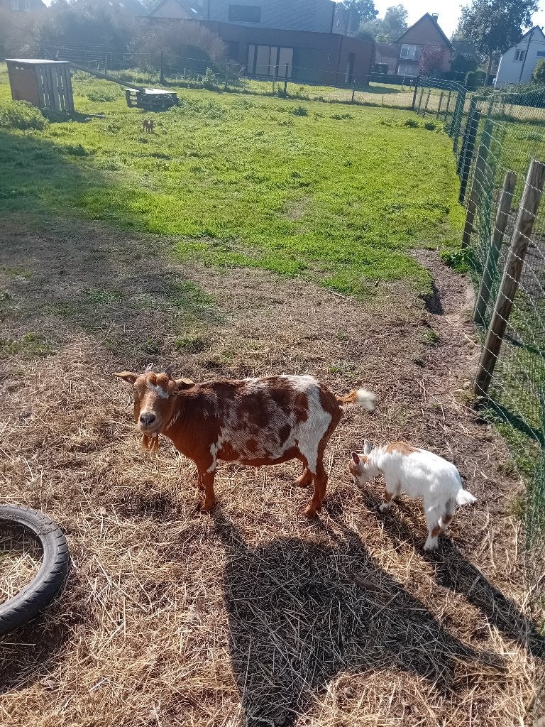 Dwerg geitje met 2 mieke lams, Chèvre
