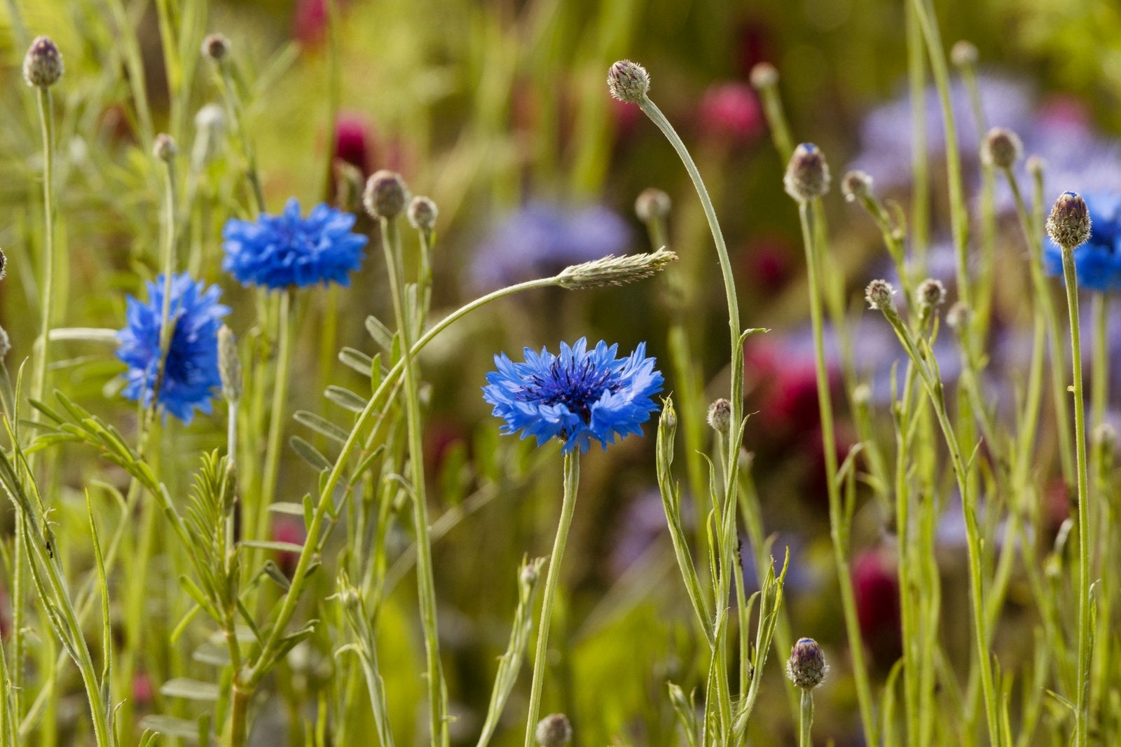 Wilde Korenbloem | Zaden uit eigen gifvrije tuin, Ophalen of Verzenden, Najaar, Volle zon, Zaad