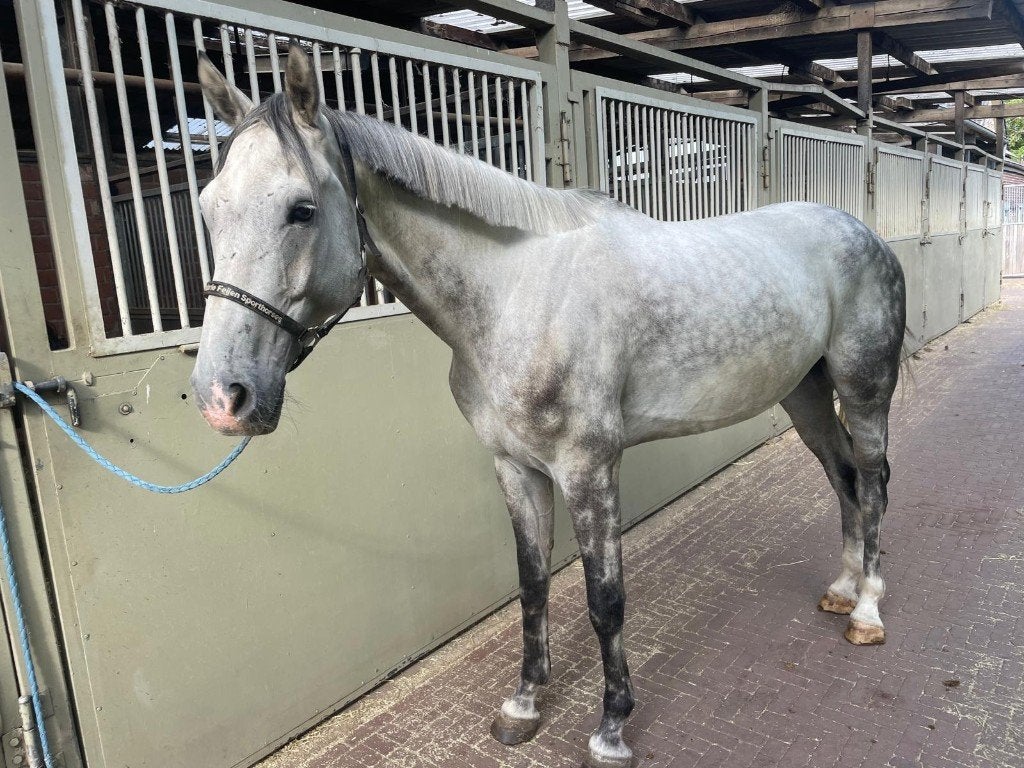 Project paard vandaag ophalen €2000 ruin, B, Avec pedigree, 165 à 170 cm, Cheval de récréation