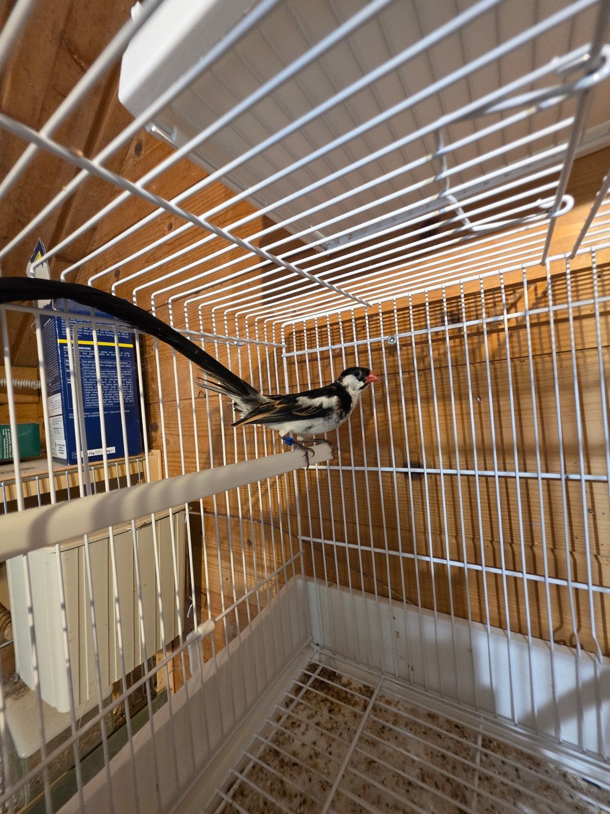 Mannelijke Dominikanerwida te koop, Dieren en Toebehoren, Vogels | Overige Vogels