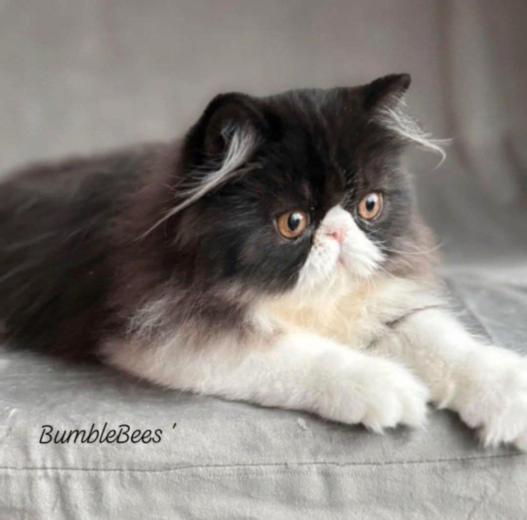 Angel zoekt een huisje, Chat, Avec pedigree, 0 à 2 ans