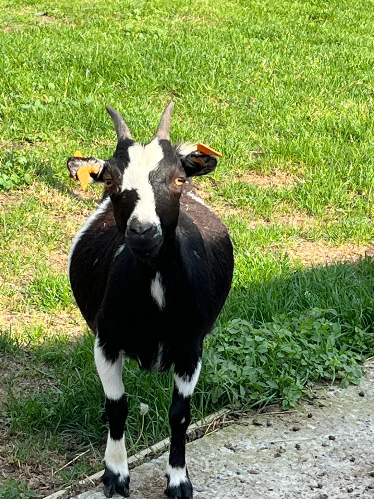 Mieke met lammetje