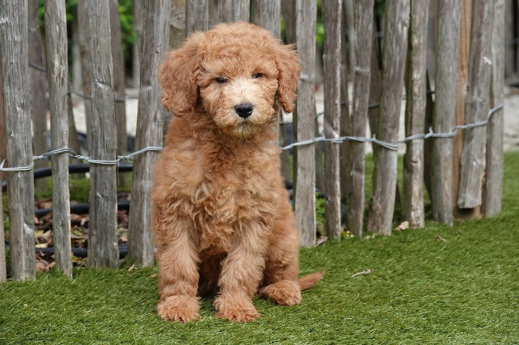 Prachtige abrikoze Mini-Labradoodle, met stamboom, België, Overige rassen, CDV (hondenziekte), 8 tot 15 weken