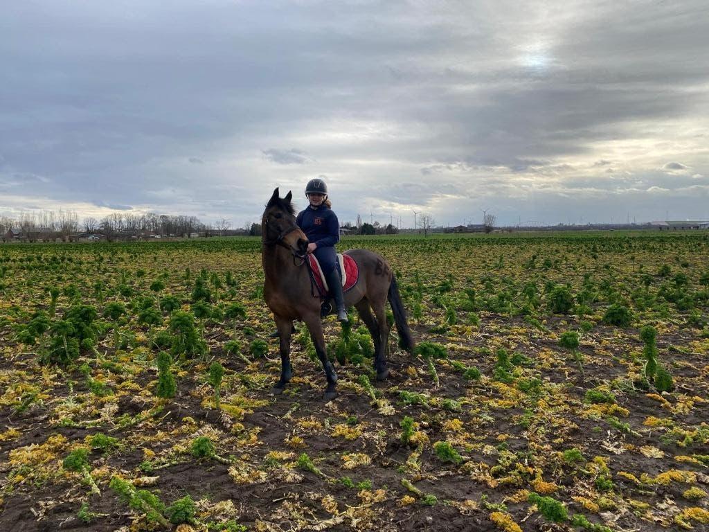 allround TOP D pony, Dieren en Toebehoren, Z, 11 jaar of ouder, D pony (1.37m tot 1.48m), Merrie