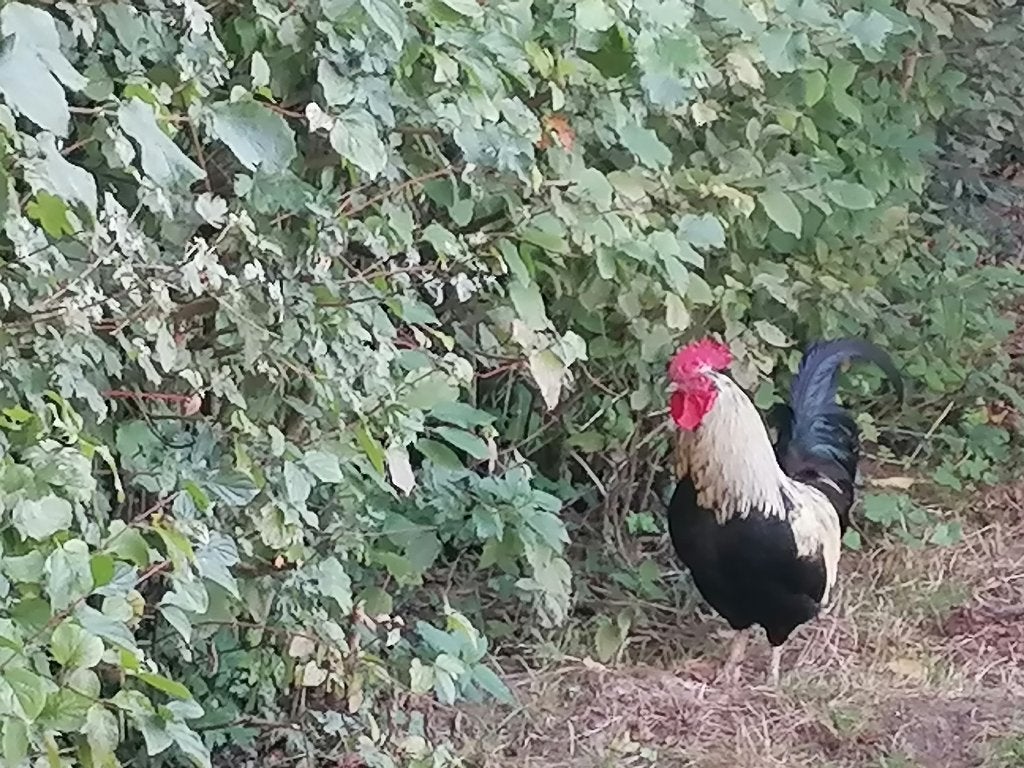 Haan, Dieren en Toebehoren, Mannelijk, Kip