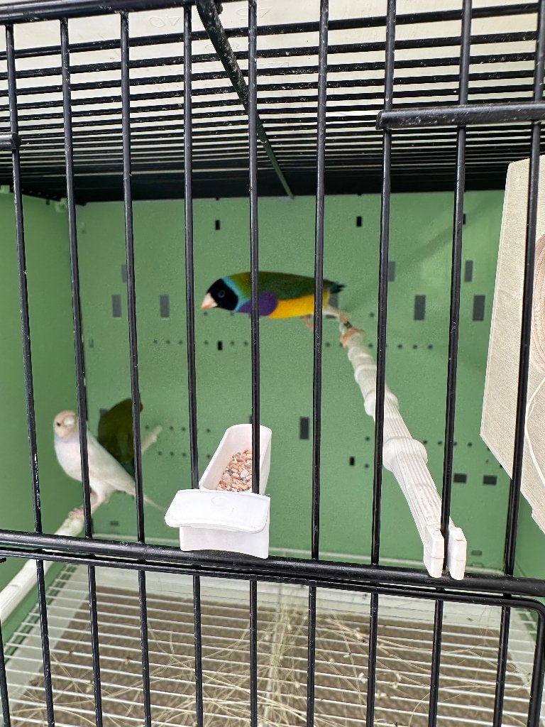 Gouldamadine koppels, Meerdere dieren, Tropenvogel, Geringd
