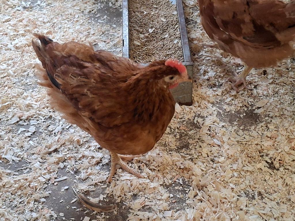 Bruine  legkip  haantjes, Dieren en Toebehoren, Pluimvee