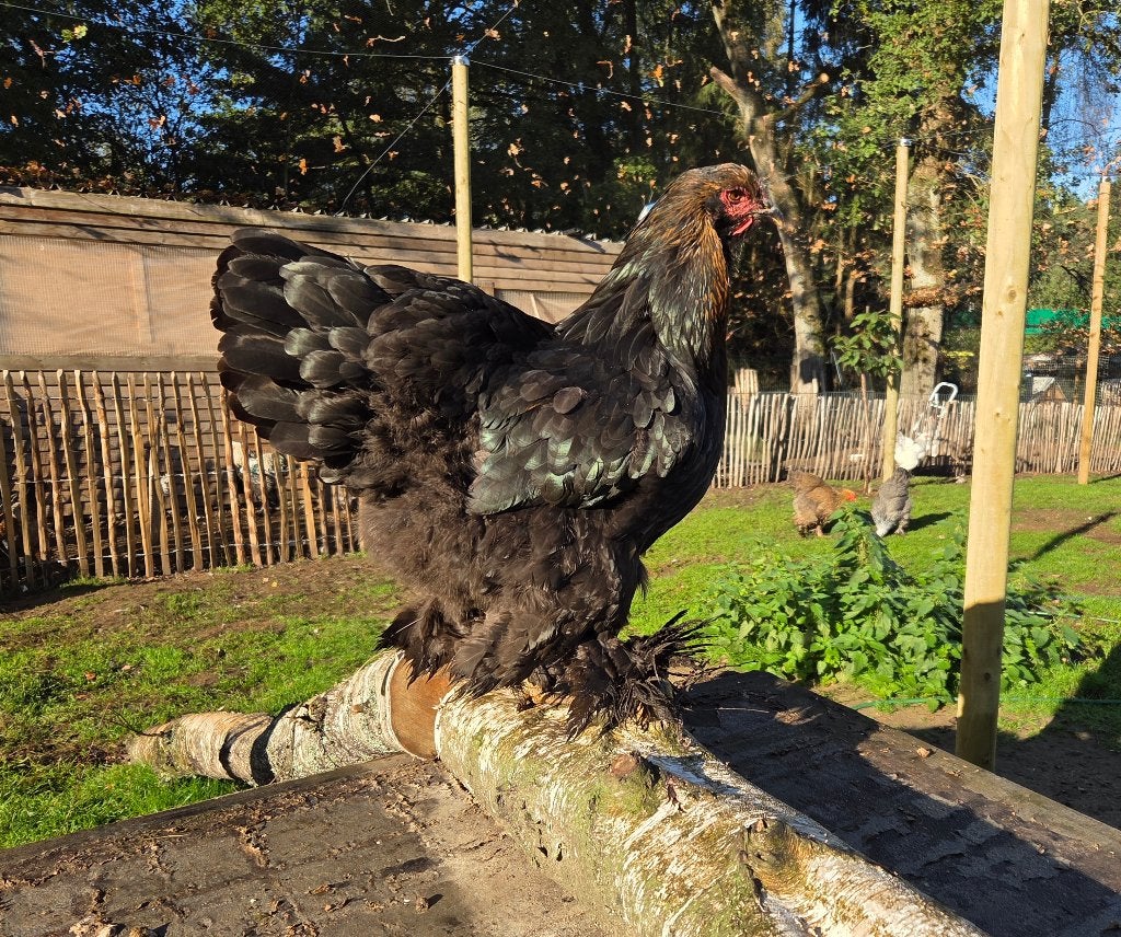 Brahma goudberken hen, Animaux & Accessoires, Femelle, Poule ou poulet