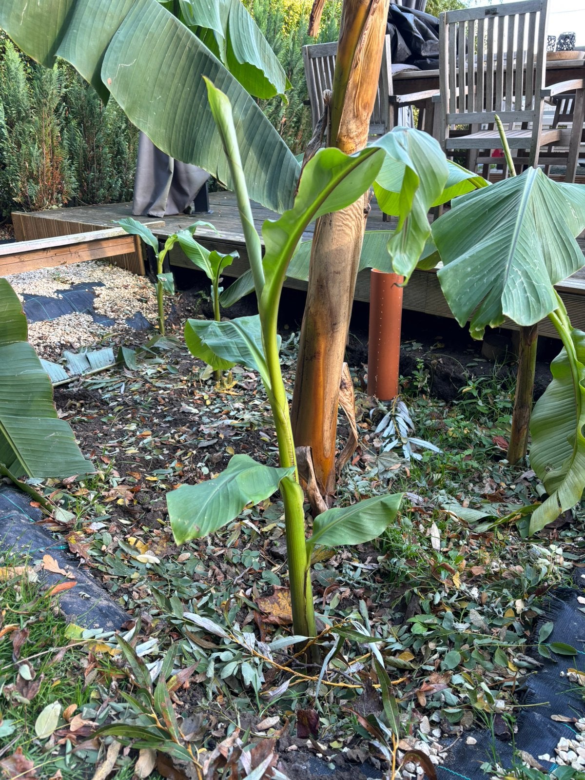 Bananen bomen musa basjoo, Ophalen