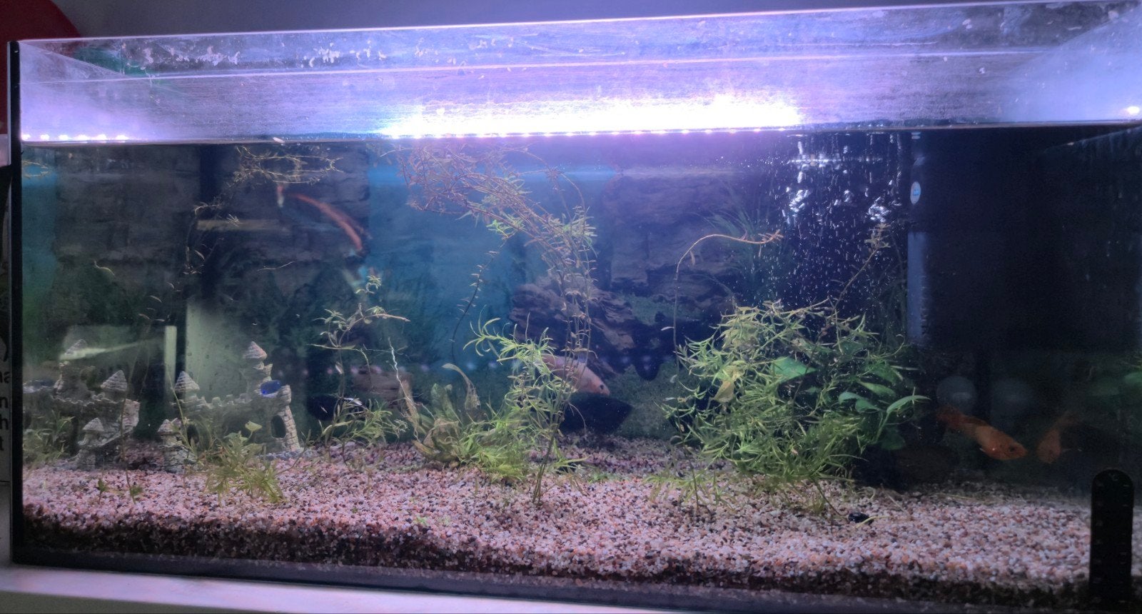 superfish 60l, Dieren en Toebehoren, Ophalen, Pomp, Superfish