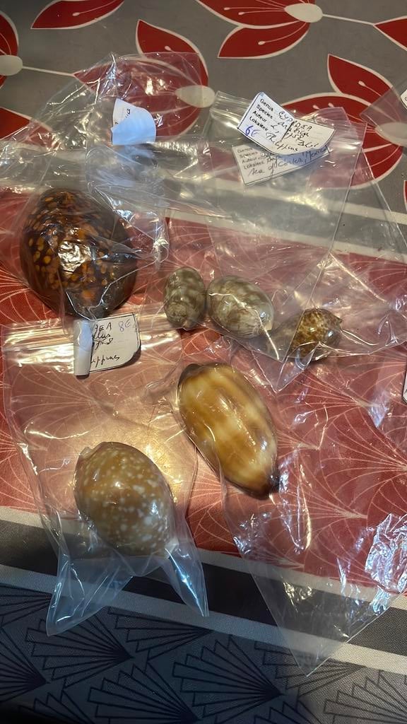 Coquillages, Enlèvement ou Envoi, Coquillage(s)