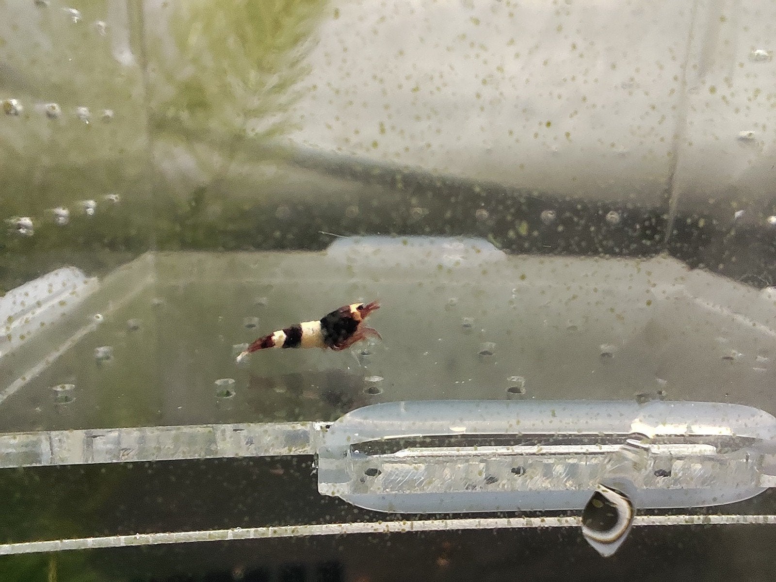 crevettes caridina Taiwan bee red wine, Animaux & Accessoires, Enlèvement ou Envoi