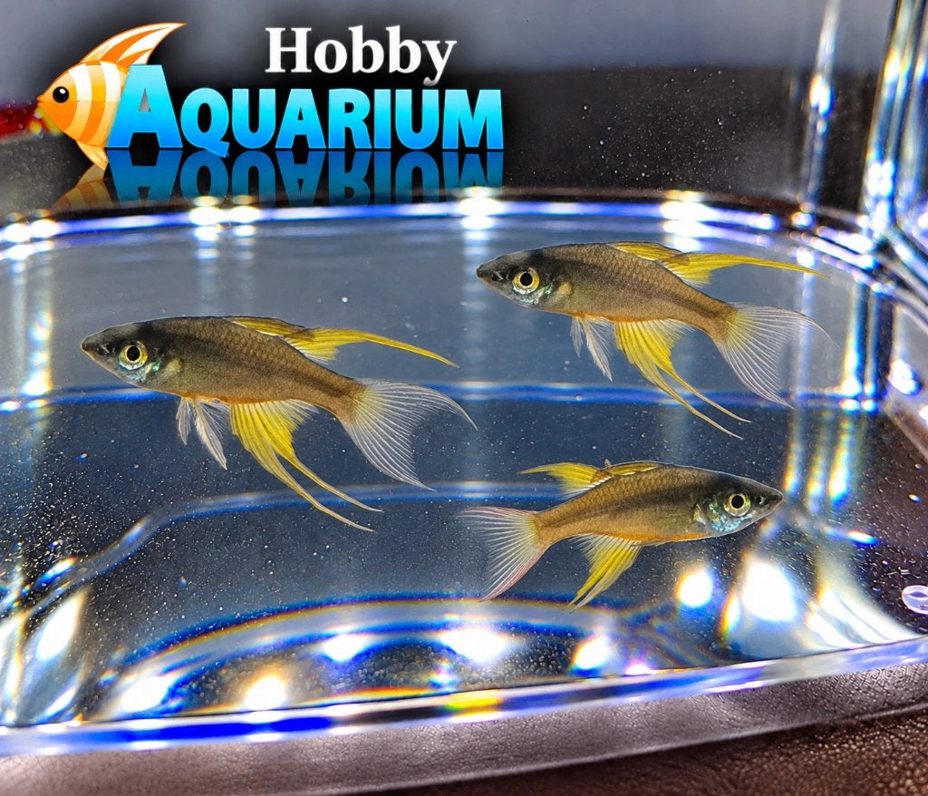Hobbyaquarium riatherina Werneri / prachtregenboogzalm, Animaux & Accessoires, Poisson, Poisson d'eau douce, Banc de poissons