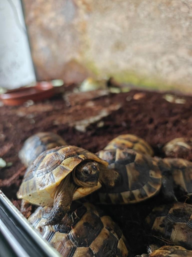 Moorse landschildpadjes, Tortue, 0 à 2 ans