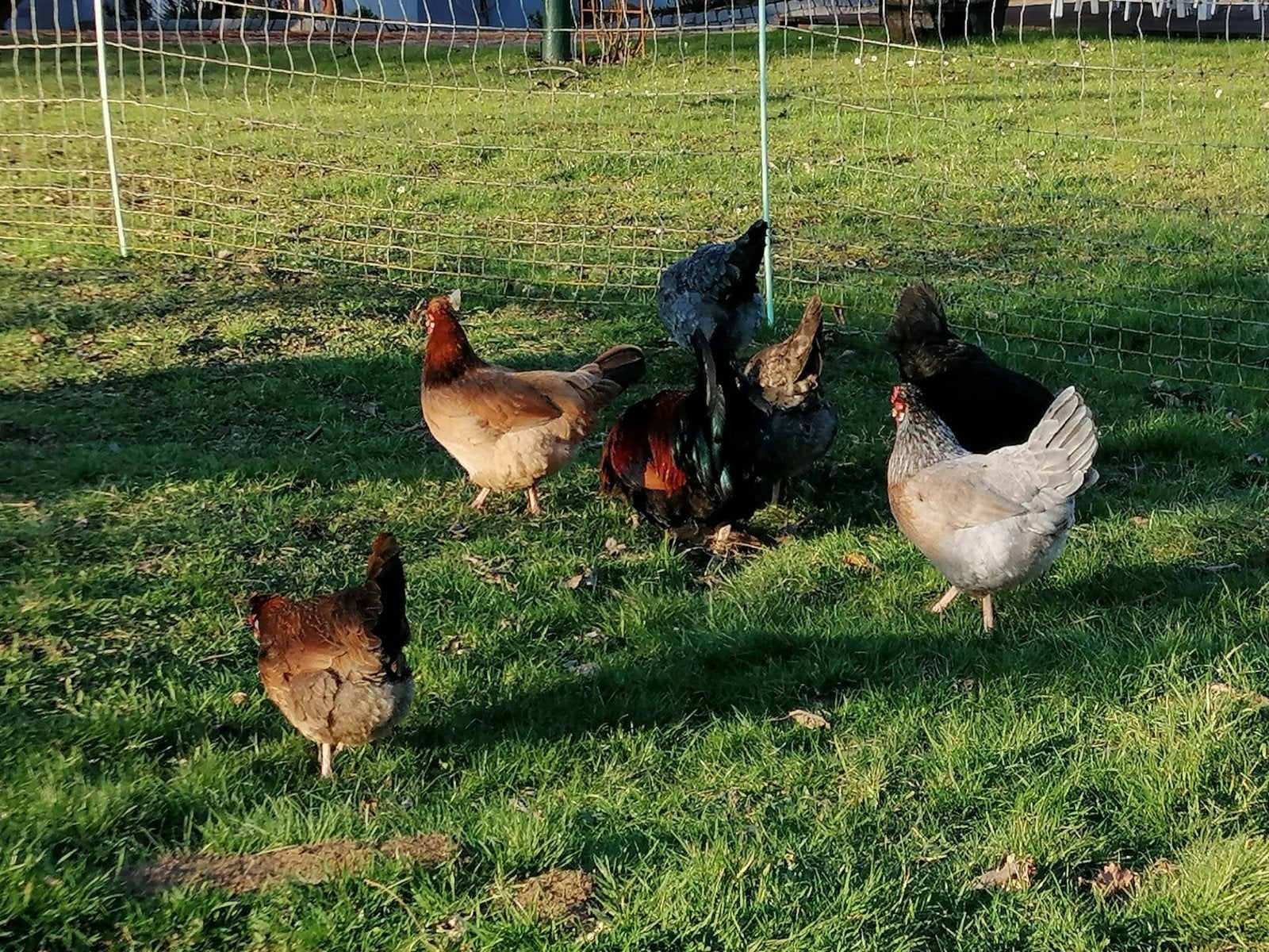 kuikens alsteirerkip te koop, Dieren en Toebehoren, Meerdere dieren, Kip