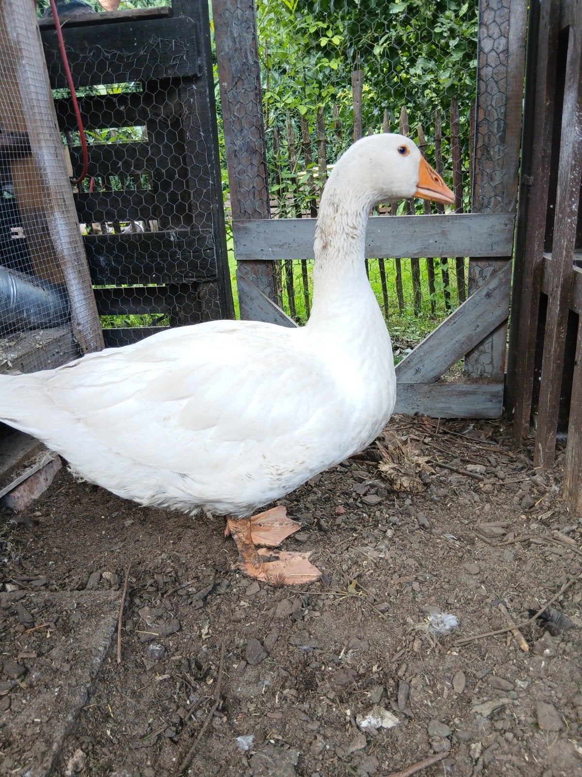 Gans tam