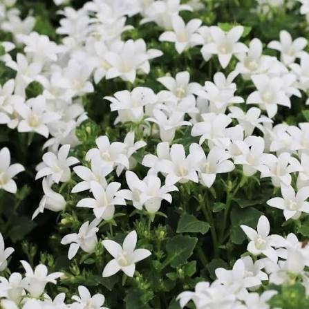 7  x  campanulla potenschligiana  WIT  in pot, Tuin en Terras, Ophalen, Vaste plant